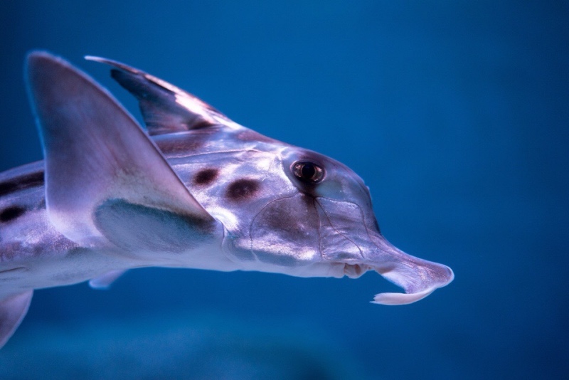 即将在“海洋奇遇：怪鱼大揭秘”活动亮相的米氏叶吻银鲛